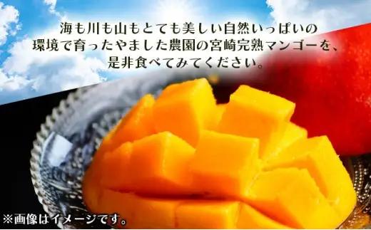 ＜先行予約＞糖度平均15度以上！高評価の希少な特大宮崎完熟マンゴー（4L×1玉入）一般用・美品　濃厚な甘さと酸味のバランスが絶妙な完熟マンゴー！2箱_K005-016