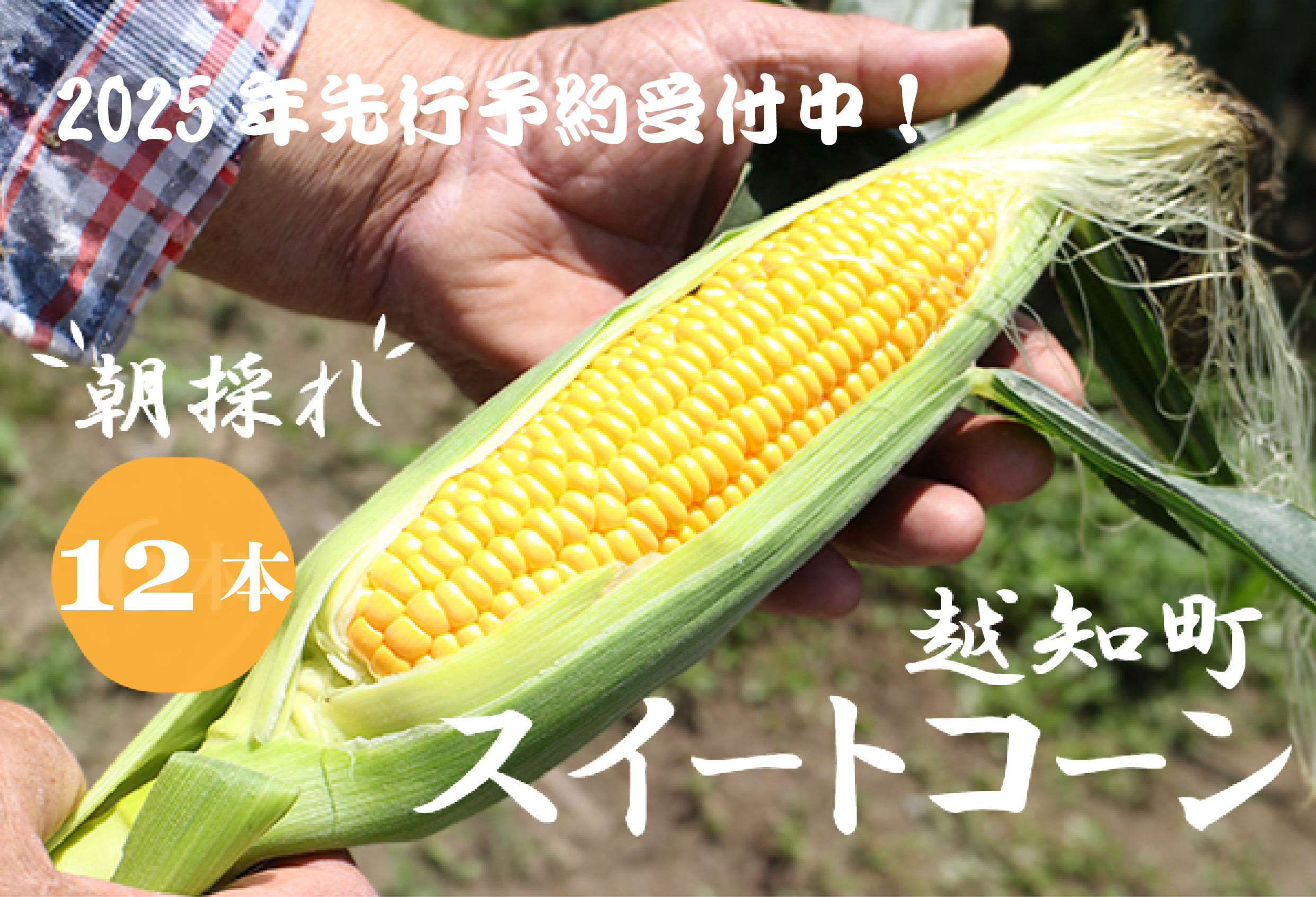 【2026年発送 先行受付】【期間限定】山中さんの朝採れ　スイートコーン