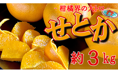 せとか 約3kg ｾﾄｶｾﾄｶｾﾄｶ ﾐｶﾝﾐｶﾝﾐｶﾝﾐｶﾝ