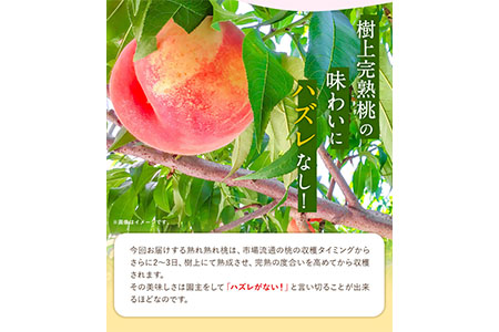 【先行予約】桃 もも 観音山熟れ熟れ桃（白鳳）2kg 有限会社柑香園《2025年7月中旬-8月中旬頃出荷》和歌山県 紀の川市 フルーツ 果物 桃