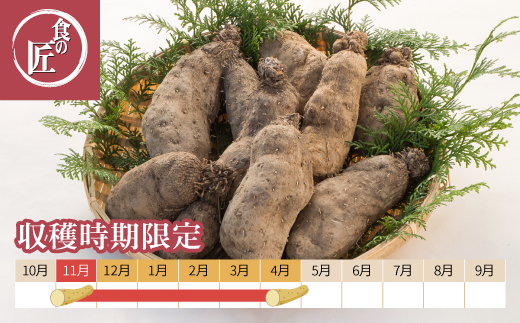 1859 伊勢の横輪いも　横輪いも　芋 いも 山芋 とろろいも 生野菜 ねばり 伊勢 特産品 ご当地グルメ イオンリテール