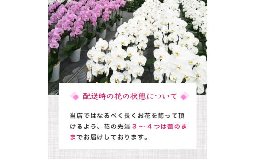 【定期便3ヶ月】胡蝶蘭 3本立て 白 スタンダード お祝い 須崎洋蘭園 SY4000 白 スタンダード