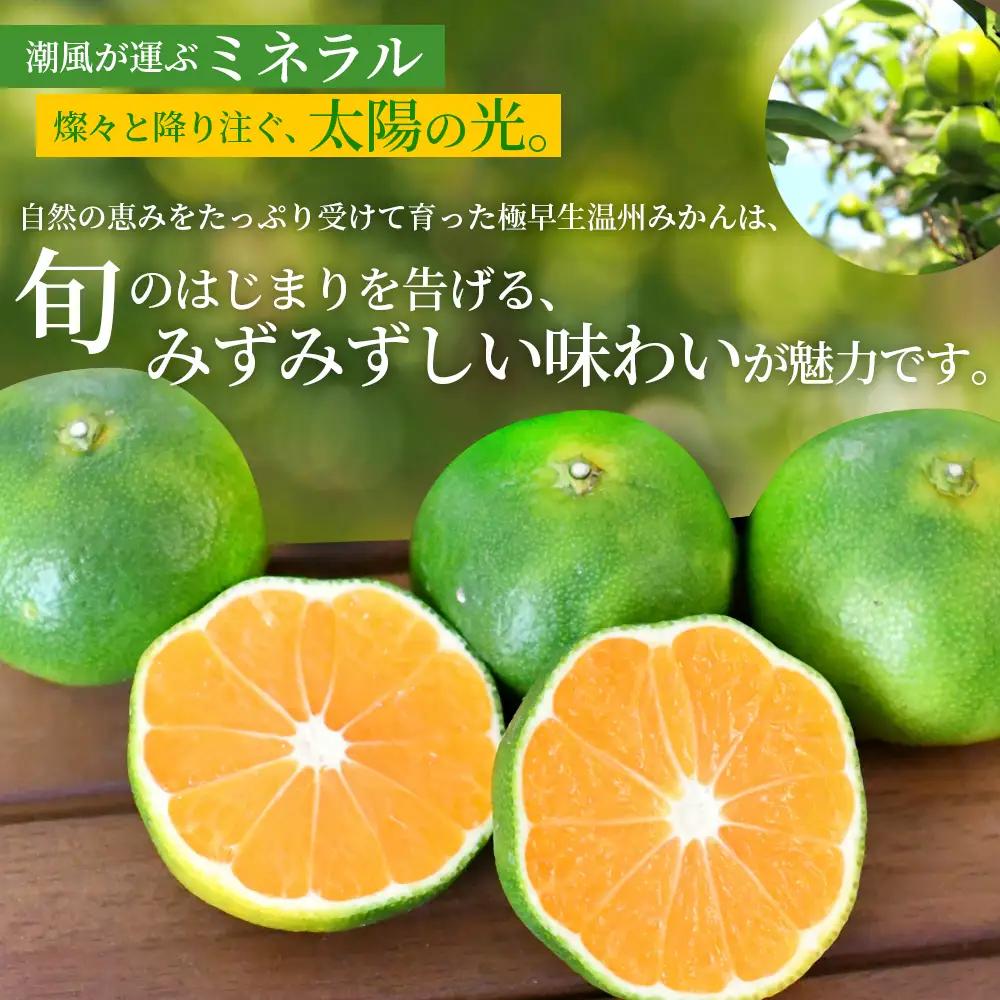 みかん 極早生温州みかん 約10kg【nkmr0018】