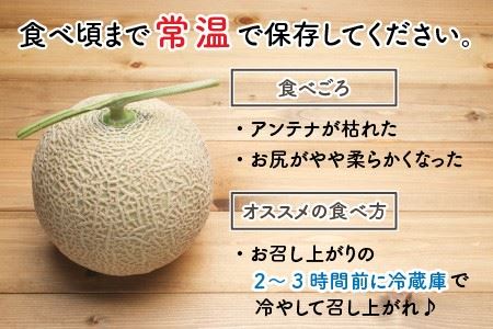 【先行予約】太陽サンサン砂丘地三里浜の アールスメロン 2玉 【2026年9月上旬以降順次発送予定】 [A-8302]