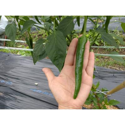 ふるさと納税 三原村 三原村産　ゆず農家が作る　大きな青唐辛子”大紅” 500g　長さ8〜15cm! |  | 01