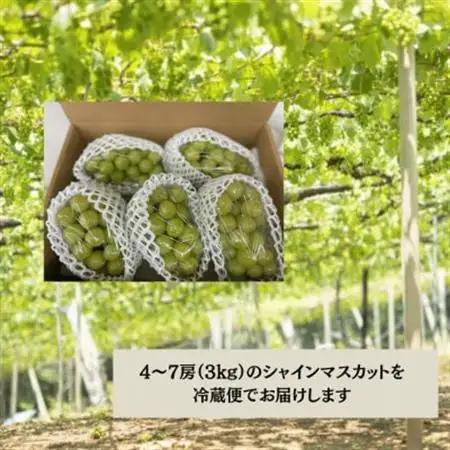 【2026年発送】大人気! シャインマスカット秀 3kg(4～7房)【配送不可地域：離島】【1691662】