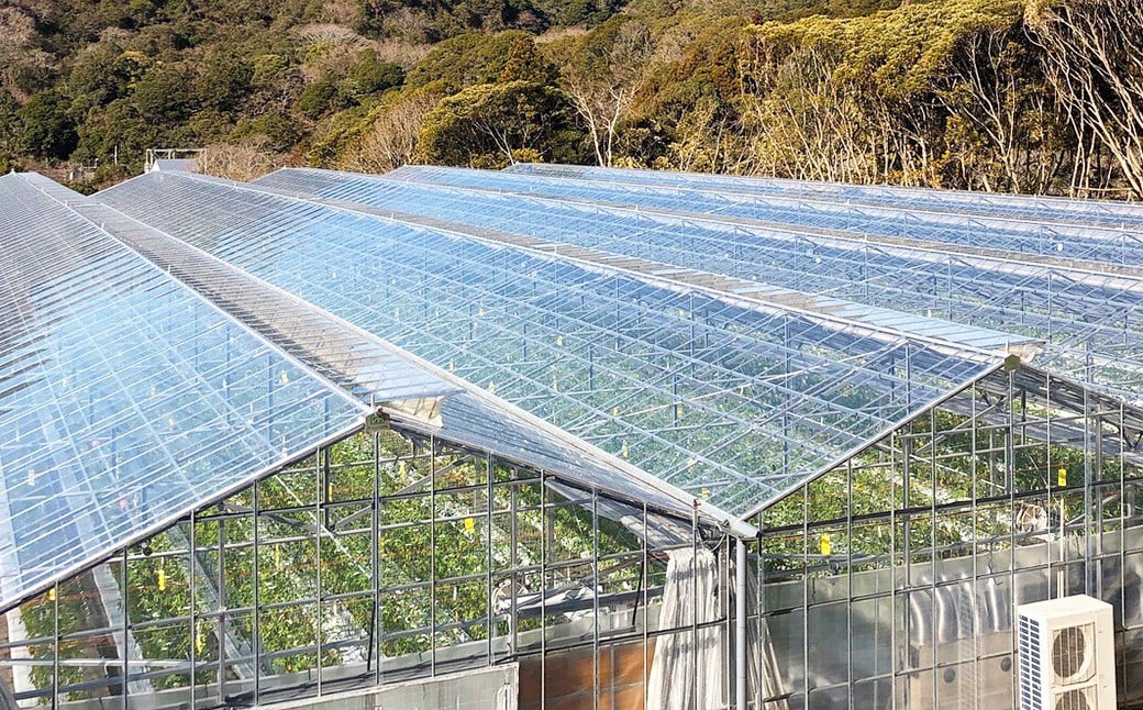 鴨川市の自然豊かな山中。鉱泉の熱を利用した3,000平米のハウスで栽培されています。