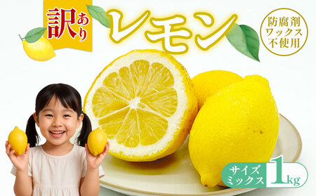 【先行予約】訳ありレモン 1kg ワックス 防腐剤不使用 サイズミックス カラーミックス グリーンレモン イエローレモン 柑橘 傷 不揃い レモン 檸檬 れもん  サイズミックス 規格外 常温 愛南町 青果市場 愛媛県 