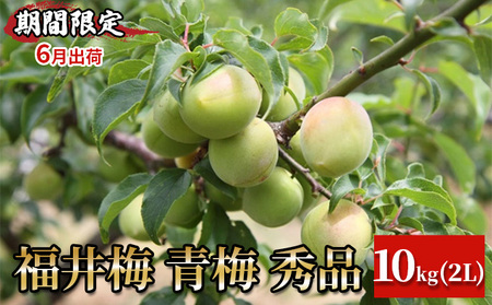 【期間限定・6月出荷】福井梅 青梅 秀品 10kg 2L 梅酒用 梅シロップ用 梅干し用 剣先 紅映 新平太夫  新平太夫（シンヘイダイユウ）