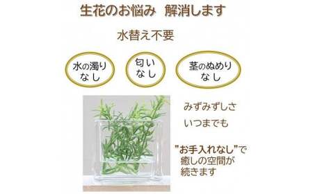 【ローズマリー】 マジカルウォーター 単品1個 ｢ グリーンスクエア ｣