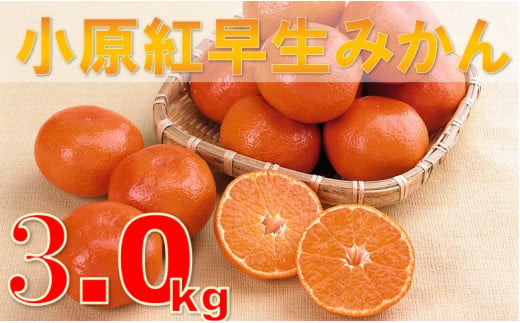 
125　小原紅早生みかん　3kg【香川県共通返礼品】
