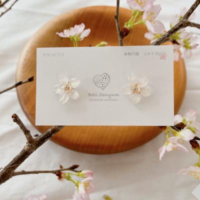 ふるさと納税 太宰府市 『ソメイヨシノ』桜のイヤリング　白