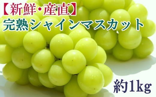 
                  【先行予約】和歌山県産完熟シャインマスカット約1kg【2026年度発送分】 ※2026年9月上旬～2026年9下旬頃に順次発送 ※北海道・沖縄・離島配送不可 【tecj1038】 
                