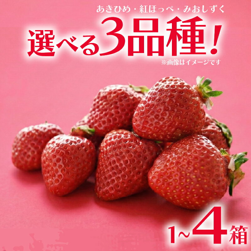 【ふるさと納税】 【 先行予約 】 いちご 選べる 容量 品種 あきひめ 紅ほっぺ みおしずく 1箱 2箱 4箱 完熟 イチゴ 苺 いちご 章姫 果物 デザート フルーツ ジャム ベリー 甘い オススメ 人気 滋賀県 竜王町 ひさだ苺農園