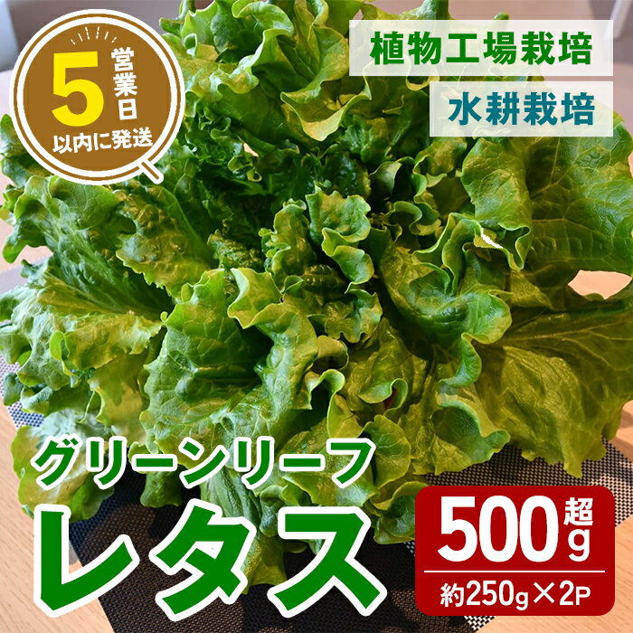 【ふるさと納税】【農薬不使用】水耕栽培 ( 植物工場栽培 ) グリーンリーフレタス (冷蔵) 計500g以上 (約250g×2P) ｜ グリーンリーフレタス レタス リーフレタス 野菜 ベジタブル 水耕栽培 冷蔵 フレッシュ サラダ 農薬不使用 すぐ 届く スピード発送