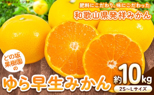 ＜先行予約＞みかん ゆら早生みかん 約 10kg (2S～Lサイズ) どの坂果樹園《2026年10月中旬-12月上旬頃出荷予定》 和歌山県 日高川町 みかん 早生 旬 柑橘 フルーツ 果物 ミカン 蜜柑 ゆら早生