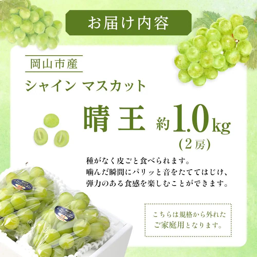 ぶどう 2026年  ご家庭用 シャインマスカット 晴王 約500g×2房 葡萄  岡山県産 国産 フルーツ 果物 | シャインマスカット