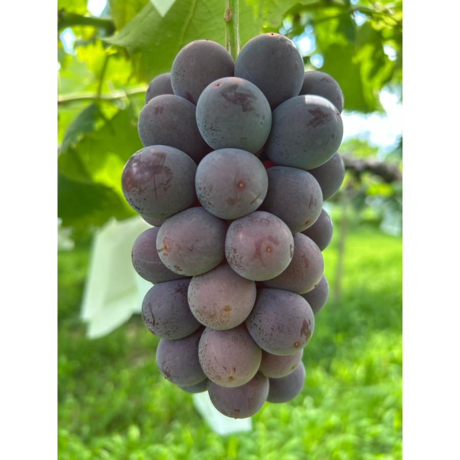 ＜小川ぶどう園＞特撰「巨峰」（種無し）2房