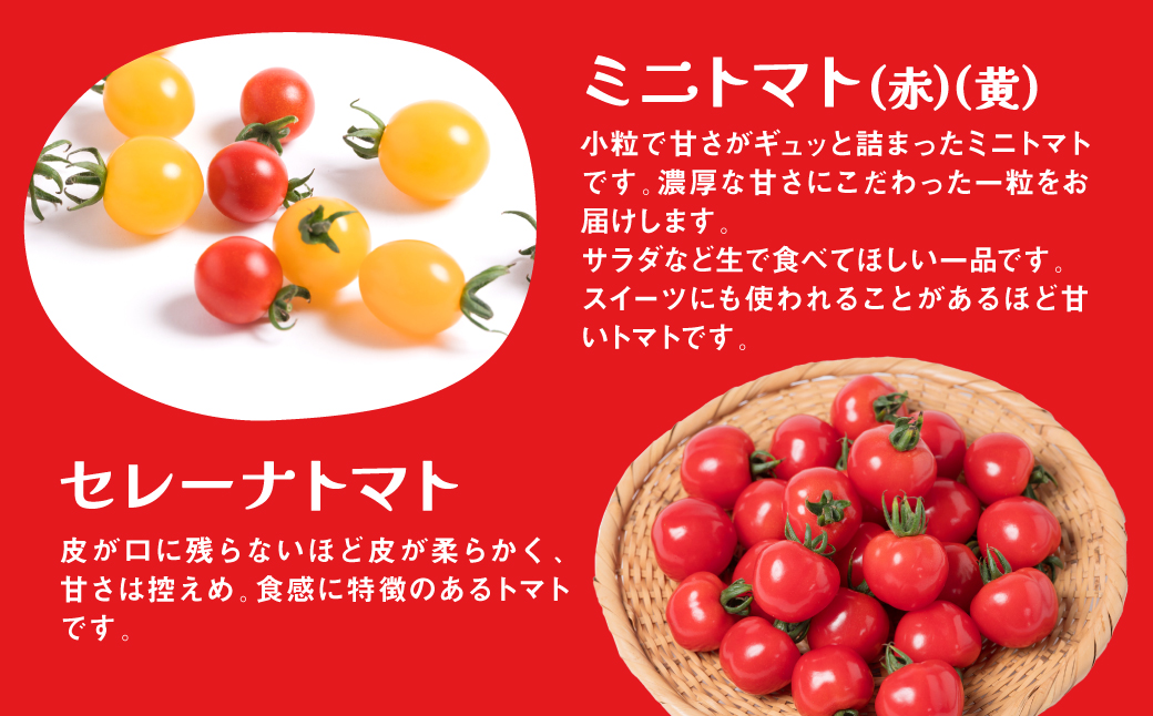【先行予約】 【定期便3回】おまかせトマト4種 3kg×3回 計9kg 八代市産 宮島農園 ミニトマト トマト とまと 農産物 野菜 セット 詰め合わせ 定期便 熊本県 八代市 【2025年12月上旬