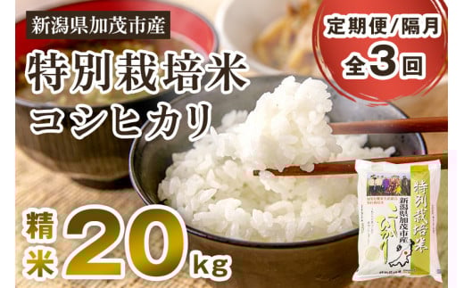 【令和7年産】【定期便3回隔月お届け】特別栽培米 コシヒカリ 精米 20kg（5kg×4）《順次出荷》  白米 従来品種コシヒカリ （株）ライスグローワーズ 新潟県 加茂市産 米 お米 定期便
