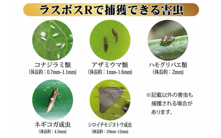 家庭菜園やビニールハウス栽培の必需品！害虫捕虫用粘着シート『ラスボスＲタイプ』100枚セット｜害虫対策 駆除 シート 強力 速効性 虫よけ 侵入※着日指定不可