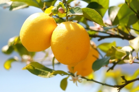 【産直】和歌山産レモン約3kg（サイズ混合）★2024年3月中旬頃より順次発送