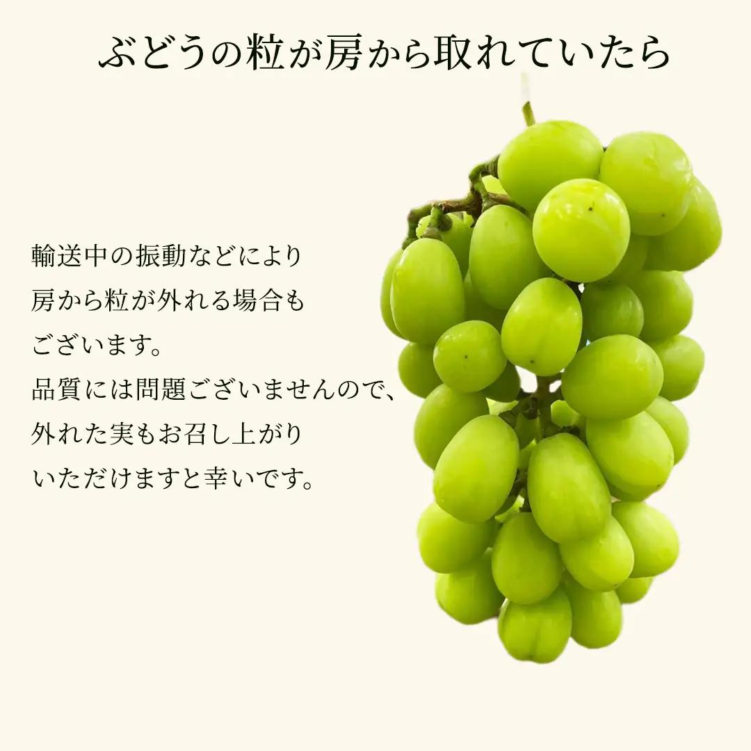【2026年9月中旬発送開始】《先行予約》シャインマスカット ご自宅用 約 1kg  ( 2房 ～ 3房 ) ( 茨城県共通返礼品 かすみがうら市 ) マスカット 葡萄 ぶどう ブドウ 歯ごたえ 甘み