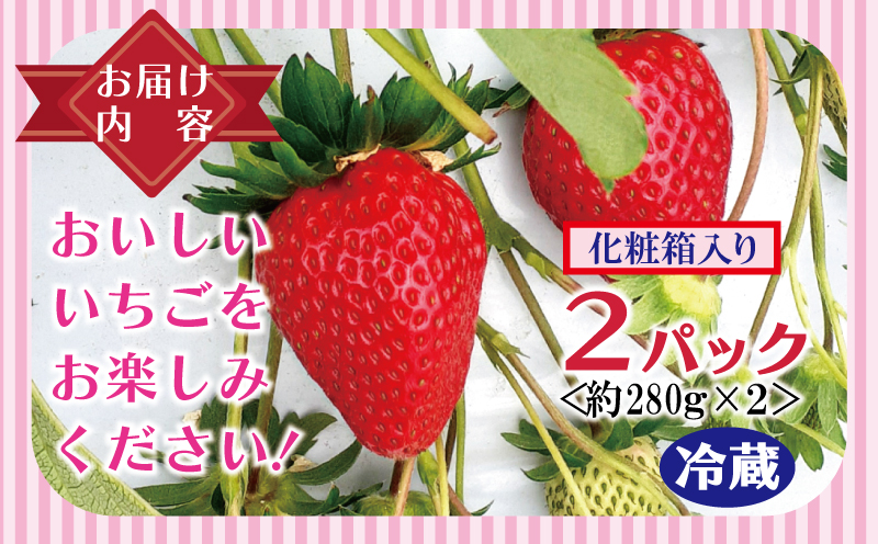 朝摘み 完熟いちご 2パック【化粧箱入り 苺 無添加 自然素材 フルーツ イチゴ 高評価 数量限定 先行予約】 G1491