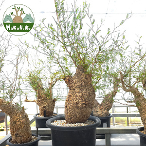 オペルクリカリア・パキプス「塊根植物の王様」(発根管理済) Z10｜観葉植物 コーデックス 盆栽 鉢植え インテリア ハコネコ [0596]