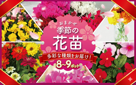 季節 の 花苗 おまかせ 8～9 ポット【 花苗】