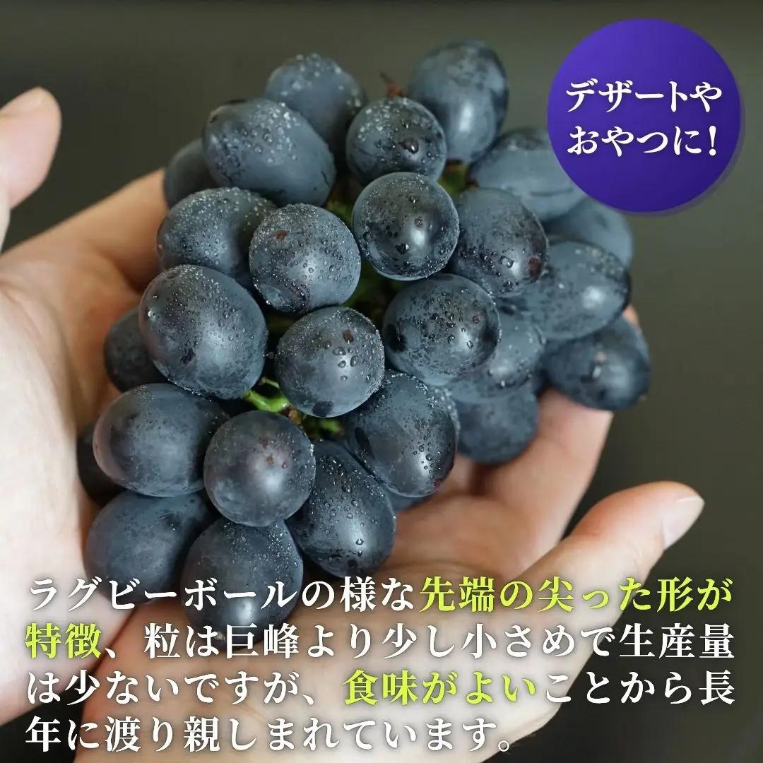【令和8年産 先行予約】 ぶどう 稀少!数量限定 高尾 黒系ぶどう 約2kg 種が無い 皮ごと食べられる 肉厚 新潟県 弥彦村産 ブドウ 希少品種 ぶどう 2キロ 贈答用 ギフト 贈り物 プレゼント 
