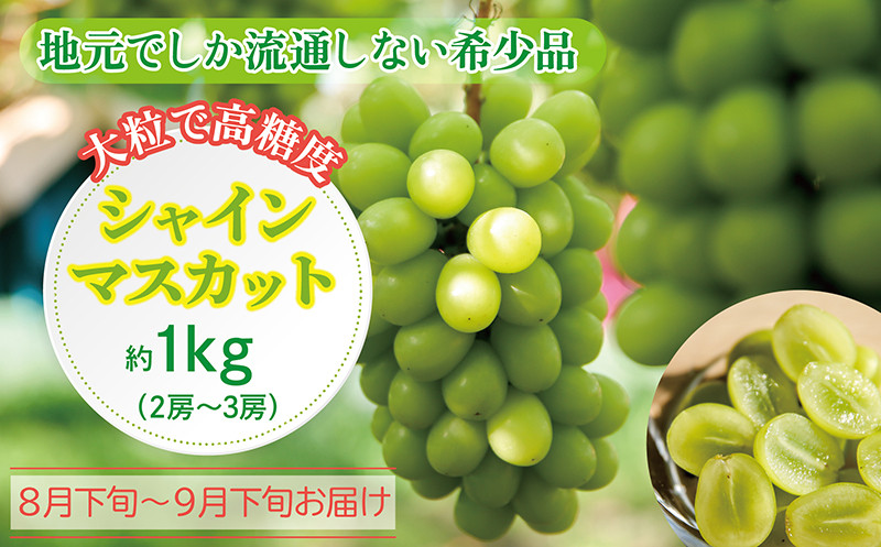 
            〈2025年 先行予約〉シャインマスカット 約1kg（2房〜3房）【数量限定】福井県越前市産 露地栽培 高糖度
          