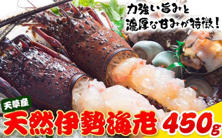 天草産 天然伊勢海老 一尾（半身カット×２個） 海鮮 海産物 海の幸 シーフード 海老 エビ えび 伊勢海老 《90日以内に出荷予定(土日祝除く)》 熊本県 苓北町 天草 天草漁業協同組合苓北支所 -