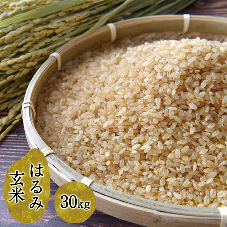 【ふるさと納税】[11月上旬より順次発送] 令和8年産 はるみ 玄米 30kg｜先行受付 お米 おこめ コメ 白米 神奈川 伊勢原 [1185]