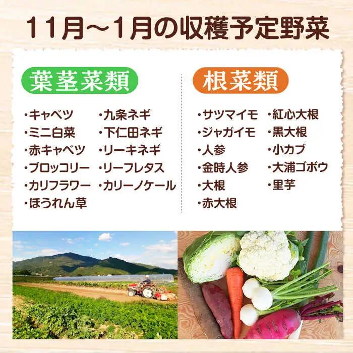 冬 野菜 【11月中旬から順次発送】 おまかせ便10種 冬 野菜 かとう旬菜畑直送 [AGCW001]