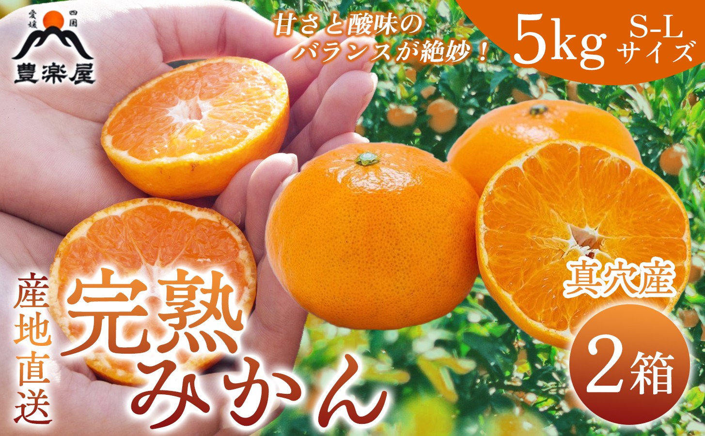 
                  【先行受付】【農家直送でお届け！】果汁たっぷり真穴産みかん 5kg×2箱(S~Lサイズ)【H98-12】【1711288】YWTBU012
                