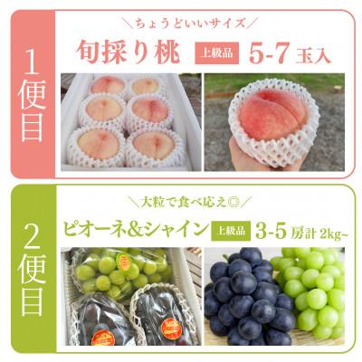 ふるさと納税 津山市 【発送月固定定期便】【2026年先行予約】桃とピオーネ&シャインマスカット贅沢2回便(岡山産)全2回 |  | 01