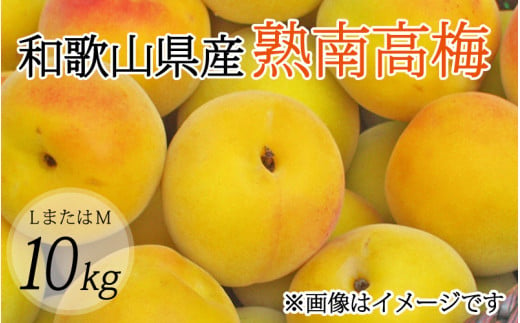 【梅干・梅酒用】（LまたはM－10Kg）熟南高梅＜2025年6月上旬～7月上旬ごろに順次発送予定＞ /梅 フルーツ 梅酒 生梅 南高梅 完熟 【art013A】