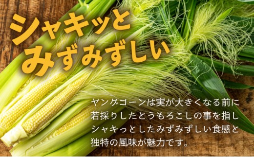 【先行予約2025年1月-5月配送】1番遅くて1番早い⁉ プレミアムヤングコーンとスイートコーンのよくばり定期便！！朝採れを皮付きのままお届け！！