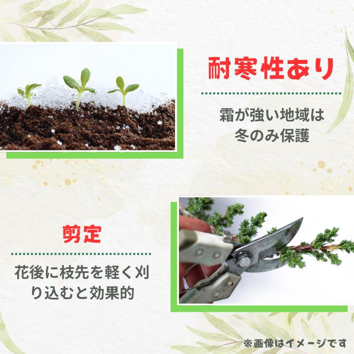 ミツバハマゴウ　プルプレア ／ ミツバハマゴウ プルプレア 植物 観葉植物 鉢植え