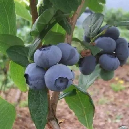 【栽培期間中農薬不使用】遠野のブルーベリーから絞った原液4本セット【1334417】