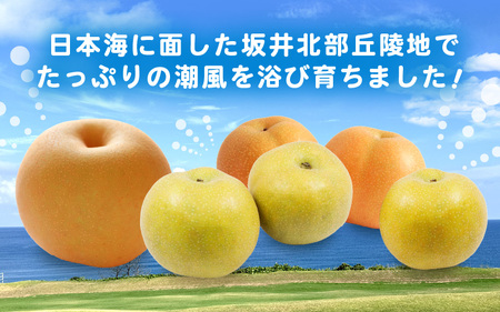 先行予約 幸水梨 3kg (3L～5Lサイズ) 6~8玉入り【2026年8月中旬～9月上旬発送】 梨 和梨 なし [A-21901_01]