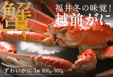 【産地直送】先行予約！　福井冬の味覚！越前がに１杯 800～900ｇ　2024年11月15日以降発送