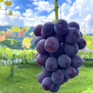 先行予約 和歌山 有田産 巨峰 1.2kg 3~4房 フルーツ 果物 【2024年8月中旬以降発送】