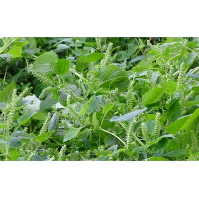 ふるさと納税 臼杵市 非加熱・生搾りの臼杵市産「エゴマ油」(140g×5瓶) |  | 03