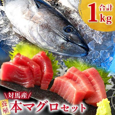 ふるさと納税 対馬市 【対馬産】養殖本マグロセット　A