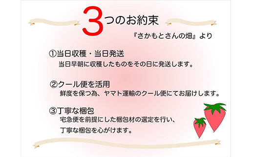 『予約受付』【令和6年9月下旬発送】シャインマスカット500g 1房 葡萄 ぶどう 果物 フルーツ スイーツ