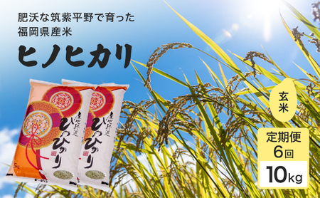 ヒノヒカリ 1等級米 玄米 福岡県産 ヒノヒカリ【10kg】【定期便6回】