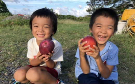 2026年 先行予約 マンゴー 夏小紅 約1kg 2～3玉 ますみ農園 甘味 スッキリ 果物 フルーツ