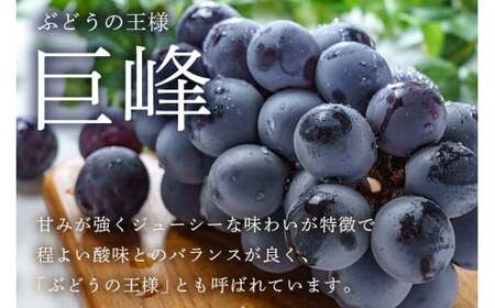 【 2025年 先行予約 】 巨峰 1.2kg ( 種あり ) 鈴木ぶどう園 3房 ～ 5房 ぶどう ブドウ 国産 果物 くだもの 葡萄 フルーツ 1.2キロ 8月 下旬 9月 10月 発送 夏 秋 